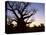 Boab Tree and Gravel Road, Kimberley, Western Australia, Australia, Pacific-Jochen Schlenker-Stretched Canvas