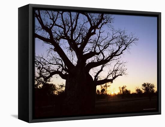 Boab Tree and Gravel Road, Kimberley, Western Australia, Australia, Pacific-Jochen Schlenker-Framed Stretched Canvas