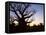 Boab Tree and Gravel Road, Kimberley, Western Australia, Australia, Pacific-Jochen Schlenker-Framed Stretched Canvas