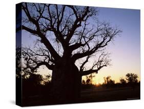 Boab Tree and Gravel Road, Kimberley, Western Australia, Australia, Pacific-Jochen Schlenker-Stretched Canvas