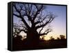 Boab Tree and Gravel Road, Kimberley, Western Australia, Australia, Pacific-Jochen Schlenker-Framed Stretched Canvas