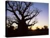 Boab Tree and Gravel Road, Kimberley, Western Australia, Australia, Pacific-Jochen Schlenker-Stretched Canvas