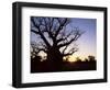 Boab Tree and Gravel Road, Kimberley, Western Australia, Australia, Pacific-Jochen Schlenker-Framed Photographic Print