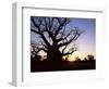 Boab Tree and Gravel Road, Kimberley, Western Australia, Australia, Pacific-Jochen Schlenker-Framed Photographic Print