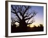 Boab Tree and Gravel Road, Kimberley, Western Australia, Australia, Pacific-Jochen Schlenker-Framed Photographic Print