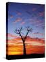 Boab Tree at Sunrise, Kimberley, Western Australia, Australia, Pacific-Schlenker Jochen-Stretched Canvas