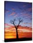 Boab Tree at Sunrise, Kimberley, Western Australia, Australia, Pacific-Schlenker Jochen-Stretched Canvas