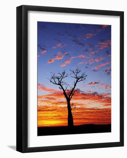 Boab Tree at Sunrise, Kimberley, Western Australia, Australia, Pacific-Schlenker Jochen-Framed Photographic Print