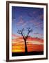 Boab Tree at Sunrise, Kimberley, Western Australia, Australia, Pacific-Schlenker Jochen-Framed Photographic Print