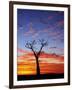 Boab Tree at Sunrise, Kimberley, Western Australia, Australia, Pacific-Schlenker Jochen-Framed Photographic Print