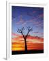 Boab Tree at Sunrise, Kimberley, Western Australia, Australia, Pacific-Schlenker Jochen-Framed Photographic Print