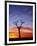 Boab Tree at Sunrise, Kimberley, Western Australia, Australia, Pacific-Schlenker Jochen-Framed Photographic Print