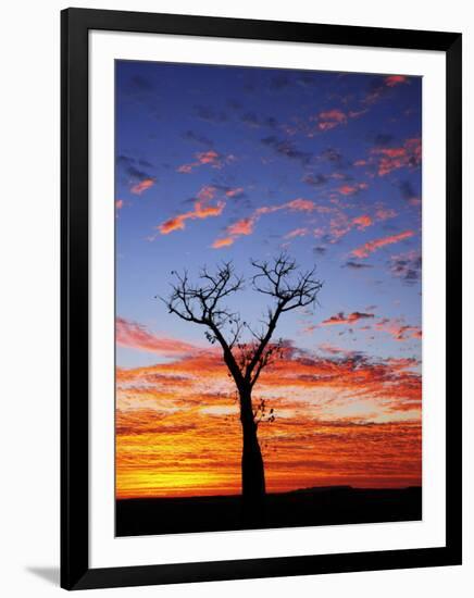 Boab Tree at Sunrise, Kimberley, Western Australia, Australia, Pacific-Schlenker Jochen-Framed Photographic Print