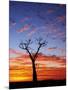 Boab Tree at Sunrise, Kimberley, Western Australia, Australia, Pacific-Schlenker Jochen-Mounted Photographic Print