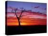 Boab Tree at Sunrise, Kimberley, Western Australia, Australia, Pacific-Schlenker Jochen-Stretched Canvas