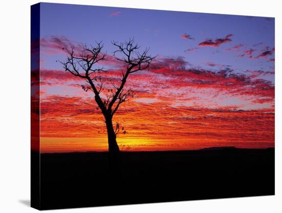 Boab Tree at Sunrise, Kimberley, Western Australia, Australia, Pacific-Schlenker Jochen-Stretched Canvas