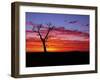 Boab Tree at Sunrise, Kimberley, Western Australia, Australia, Pacific-Schlenker Jochen-Framed Photographic Print