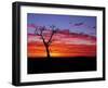 Boab Tree at Sunrise, Kimberley, Western Australia, Australia, Pacific-Schlenker Jochen-Framed Photographic Print