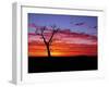 Boab Tree at Sunrise, Kimberley, Western Australia, Australia, Pacific-Schlenker Jochen-Framed Photographic Print