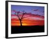 Boab Tree at Sunrise, Kimberley, Western Australia, Australia, Pacific-Schlenker Jochen-Framed Photographic Print