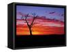 Boab Tree at Sunrise, Kimberley, Western Australia, Australia, Pacific-Schlenker Jochen-Framed Stretched Canvas