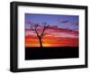 Boab Tree at Sunrise, Kimberley, Western Australia, Australia, Pacific-Schlenker Jochen-Framed Photographic Print