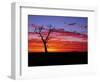 Boab Tree at Sunrise, Kimberley, Western Australia, Australia, Pacific-Schlenker Jochen-Framed Photographic Print