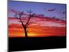Boab Tree at Sunrise, Kimberley, Western Australia, Australia, Pacific-Schlenker Jochen-Mounted Photographic Print
