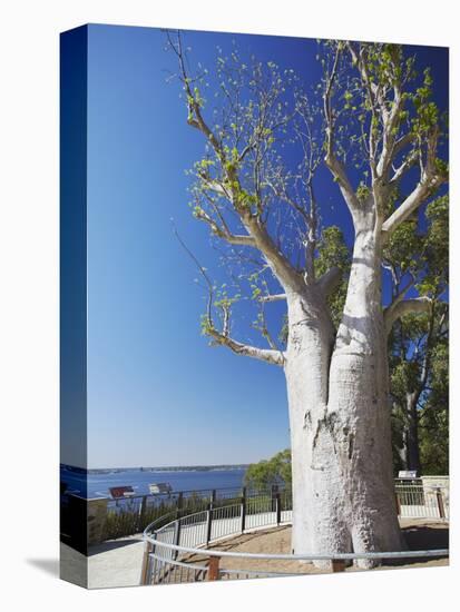 Boab Tree in King's Park, Perth, Western Australia, Australia, Pacific-Ian Trower-Stretched Canvas