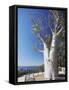 Boab Tree in King's Park, Perth, Western Australia, Australia, Pacific-Ian Trower-Framed Stretched Canvas