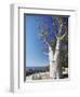 Boab Tree in King's Park, Perth, Western Australia, Australia, Pacific-Ian Trower-Framed Photographic Print