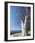 Boab Tree in King's Park, Perth, Western Australia, Australia, Pacific-Ian Trower-Framed Photographic Print