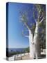 Boab Tree in King's Park, Perth, Western Australia, Australia-Ian Trower-Stretched Canvas