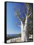 Boab Tree in King's Park, Perth, Western Australia, Australia-Ian Trower-Framed Stretched Canvas