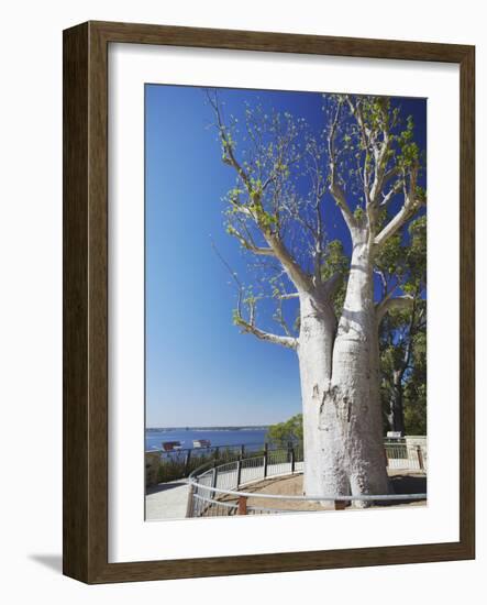 Boab Tree in King's Park, Perth, Western Australia, Australia-Ian Trower-Framed Photographic Print