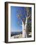 Boab Tree in King's Park, Perth, Western Australia, Australia-Ian Trower-Framed Photographic Print