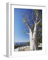 Boab Tree in King's Park, Perth, Western Australia, Australia-Ian Trower-Framed Photographic Print