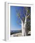 Boab Tree in King's Park, Perth, Western Australia, Australia-Ian Trower-Framed Photographic Print