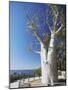 Boab Tree in King's Park, Perth, Western Australia, Australia-Ian Trower-Mounted Photographic Print