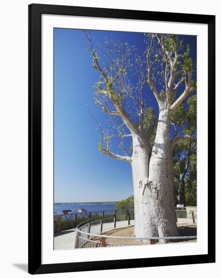 Boab Tree in King's Park, Perth, Western Australia, Australia-Ian Trower-Framed Photographic Print