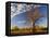 Boab Tree, Kimberley, Western Australia, Australia, Pacific-Schlenker Jochen-Framed Stretched Canvas