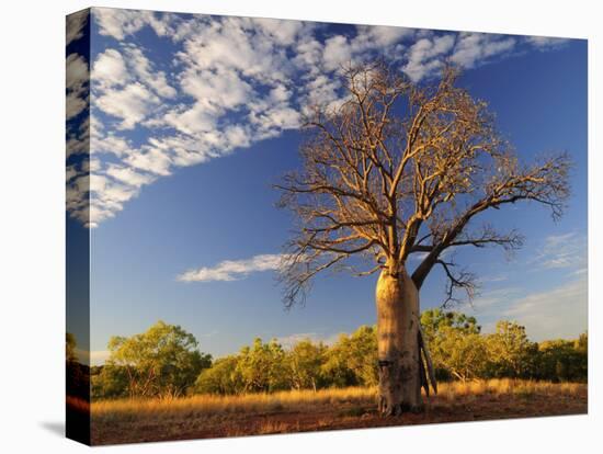 Boab Tree, Kimberley, Western Australia, Australia, Pacific-Schlenker Jochen-Stretched Canvas