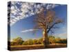 Boab Tree, Kimberley, Western Australia, Australia, Pacific-Schlenker Jochen-Stretched Canvas