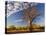 Boab Tree, Kimberley, Western Australia, Australia, Pacific-Schlenker Jochen-Stretched Canvas