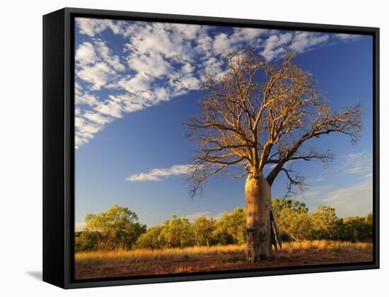 Boab Tree, Kimberley, Western Australia, Australia, Pacific-Schlenker Jochen-Framed Stretched Canvas