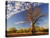 Boab Tree, Kimberley, Western Australia, Australia, Pacific-Schlenker Jochen-Stretched Canvas