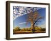 Boab Tree, Kimberley, Western Australia, Australia, Pacific-Schlenker Jochen-Framed Photographic Print