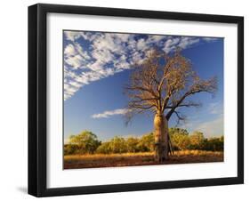 Boab Tree, Kimberley, Western Australia, Australia, Pacific-Schlenker Jochen-Framed Photographic Print