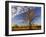 Boab Tree, Kimberley, Western Australia, Australia, Pacific-Schlenker Jochen-Framed Photographic Print