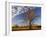Boab Tree, Kimberley, Western Australia, Australia, Pacific-Schlenker Jochen-Framed Photographic Print